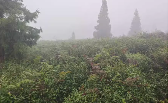 1743044512739562.png image.png